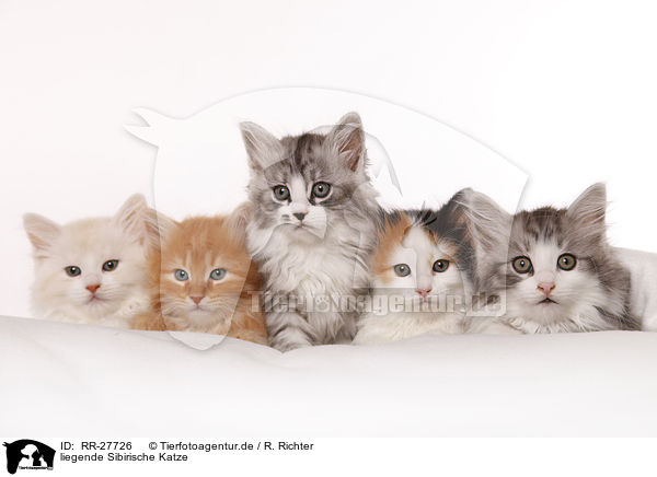 liegende Sibirische Katze / lying Siberian Cat / RR-27726