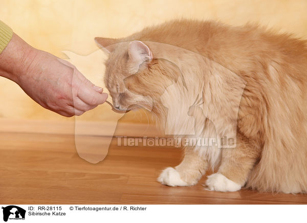 Sibirische Katze / Siberian Cat / RR-28115