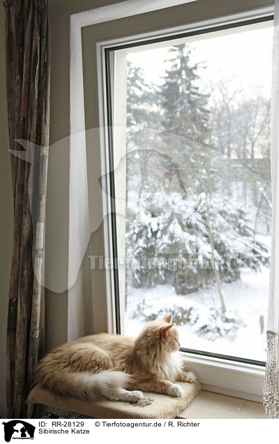 Sibirische Katze / Siberian Cat / RR-28129
