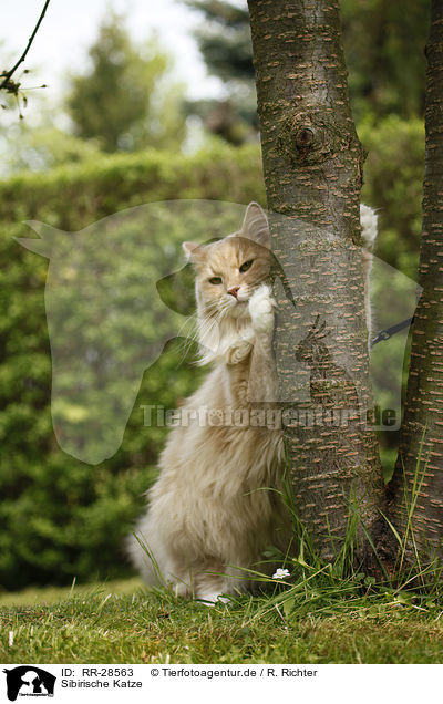 Sibirische Katze / Siberian cat / RR-28563