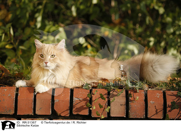 Sibirische Katze / Siberian Cat / RR-31367