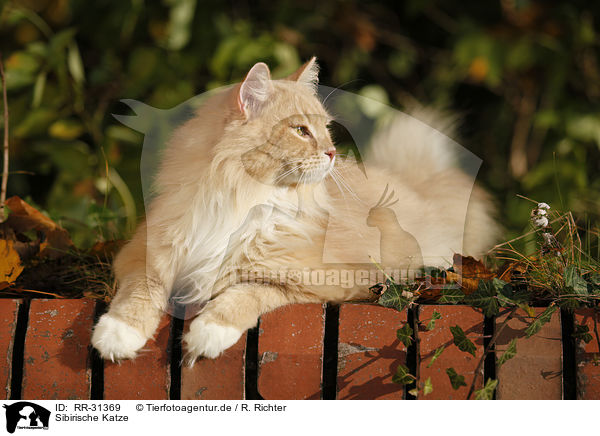 Sibirische Katze / Siberian Cat / RR-31369
