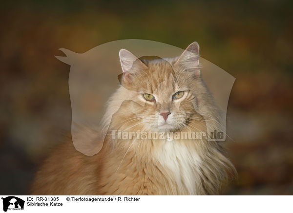 Sibirische Katze / Siberian Cat / RR-31385