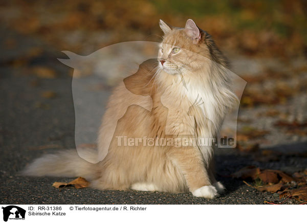 Sibirische Katze / Siberian Cat / RR-31386