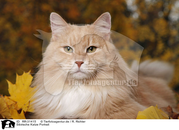 Sibirische Katze Portrait / Siberian Cat Portrait / RR-31415