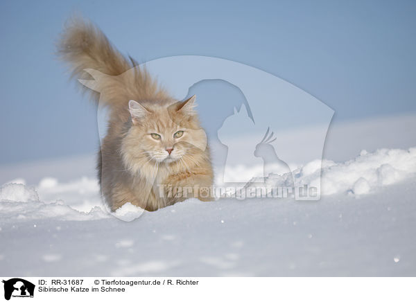 Sibirische Katze im Schnee / RR-31687