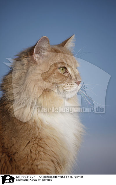 Sibirische Katze im Schnee / RR-31707