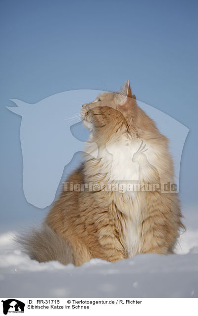 Sibirische Katze im Schnee / RR-31715