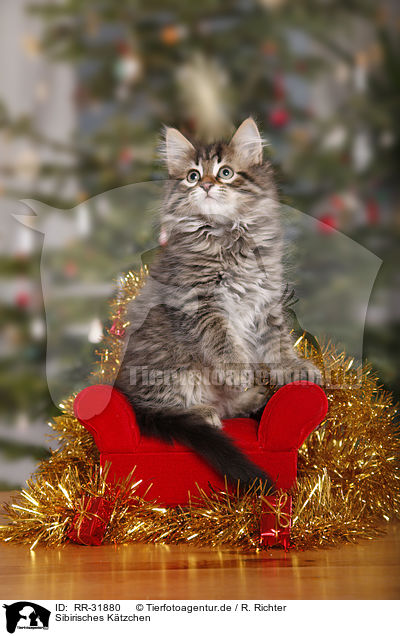 Sibirisches Ktzchen / Siberian kitten / RR-31880