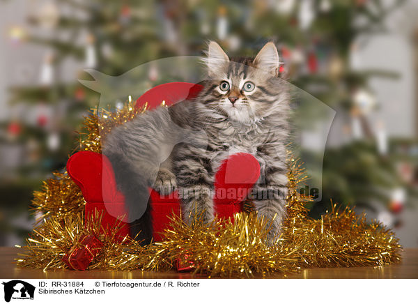 Sibirisches Ktzchen / Siberian kitten / RR-31884