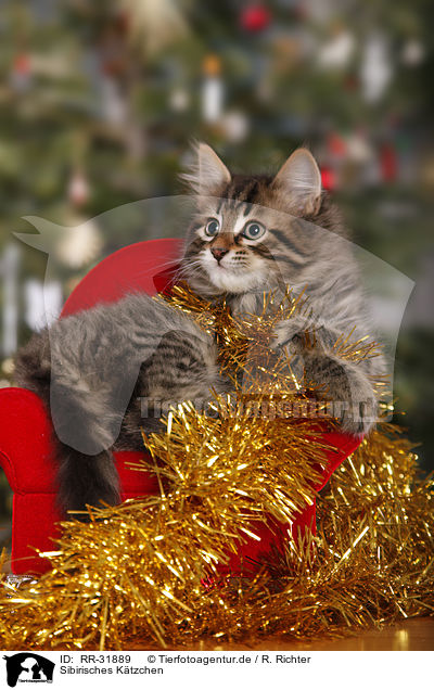 Sibirisches Ktzchen / Siberian kitten / RR-31889