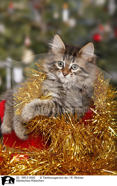 Sibirisches Ktzchen / Siberian kitten / RR-31890