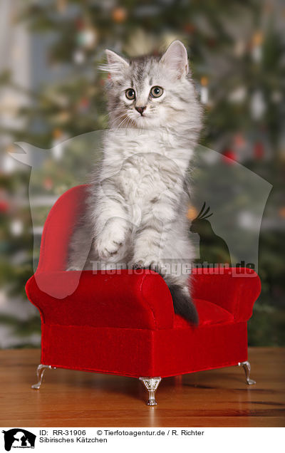 Sibirisches Ktzchen / Siberian kitten / RR-31906