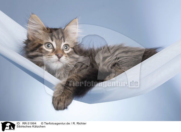 Sibirisches Ktzchen / Siberian kitten / RR-31994
