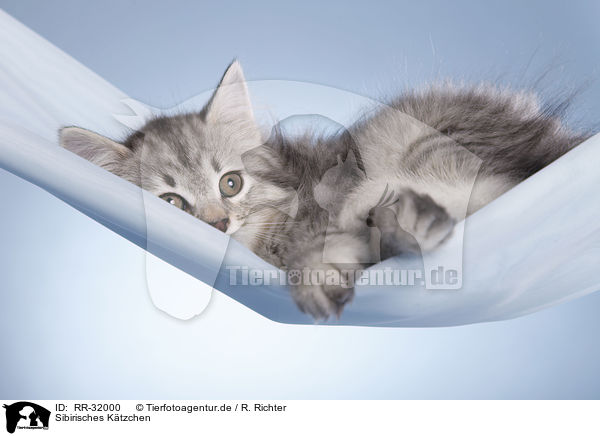 Sibirisches Ktzchen / Siberian kitten / RR-32000