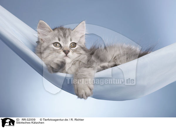 Sibirisches K�tzchen / Siberian kitten / RR-32009
