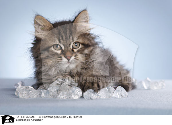 Sibirisches Ktzchen / Siberian kitten / RR-32026