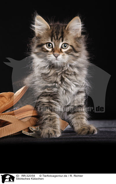 Sibirisches Ktzchen / Siberian kitten / RR-32058