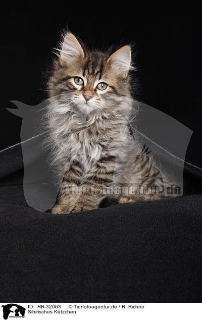Sibirisches Ktzchen / Siberian kitten / RR-32063