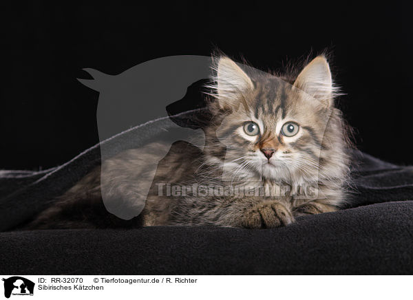 Sibirisches Ktzchen / Siberian kitten / RR-32070