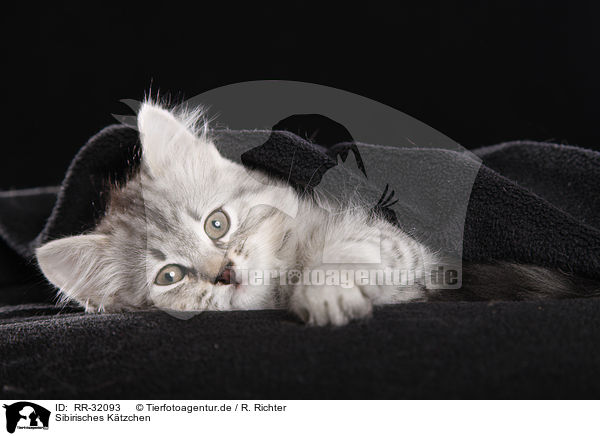 Sibirisches Ktzchen / Siberian kitten / RR-32093