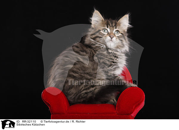 Sibirisches Ktzchen / Siberian kitten / RR-32110