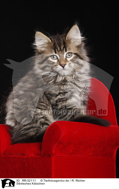 Sibirisches Ktzchen / Siberian kitten / RR-32111