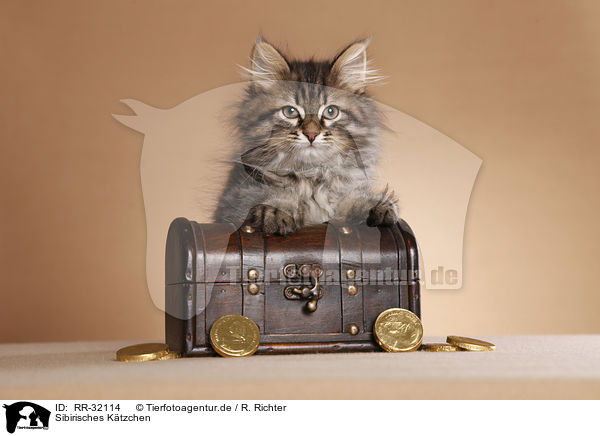 Sibirisches Ktzchen / Siberian kitten / RR-32114