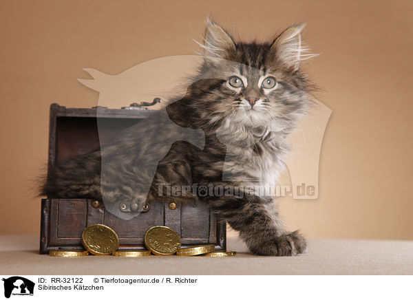 Sibirisches Ktzchen / Siberian kitten / RR-32122