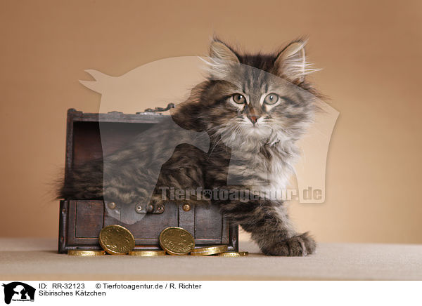 Sibirisches Ktzchen / Siberian kitten / RR-32123