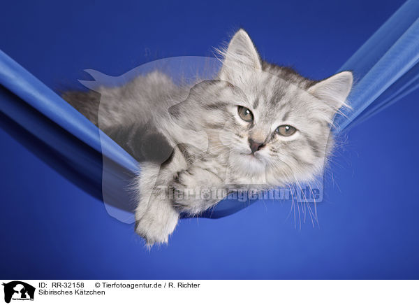 Sibirisches Ktzchen / Siberian kitten / RR-32158