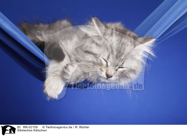 Sibirisches K�tzchen / Siberian kitten / RR-32159