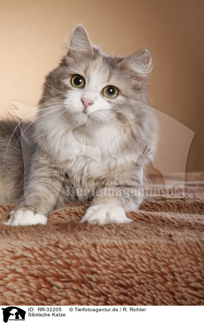 Sibirische Katze / RR-32205