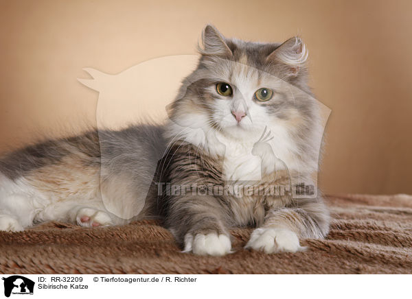 Sibirische Katze / RR-32209