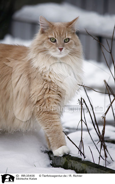Sibirische Katze / RR-35406
