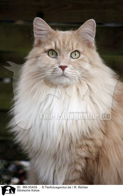 Sibirische Katze / RR-35409