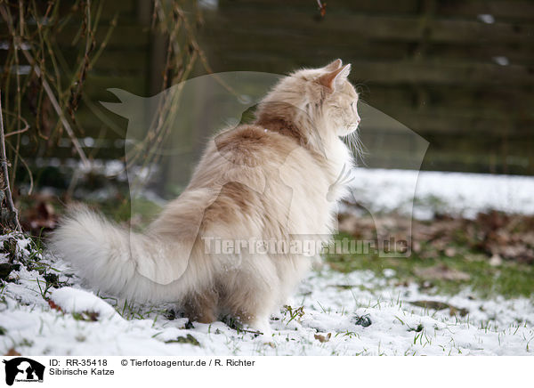 Sibirische Katze / Siberian Cat / RR-35418