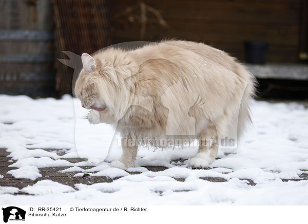Sibirische Katze / RR-35421