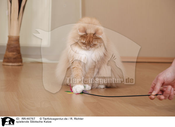 spielende Sibirische Katze / playing Siberian forestcat / RR-46767