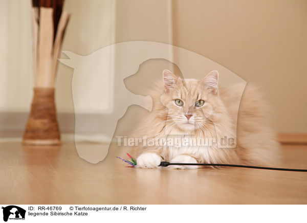 liegende Sibirische Katze / lying Siberian forestcat / RR-46769