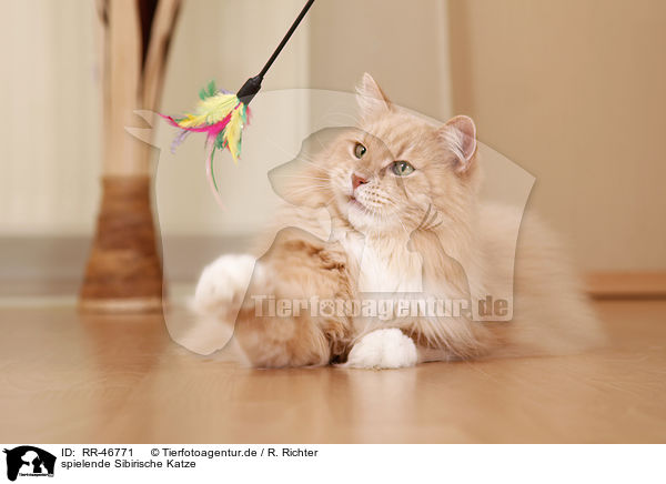 spielende Sibirische Katze / RR-46771