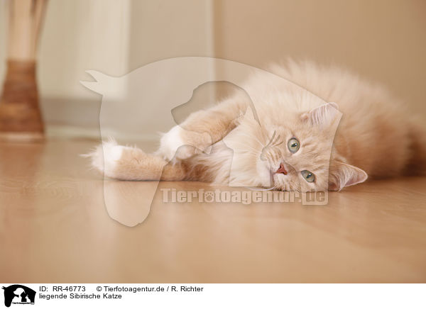 liegende Sibirische Katze / RR-46773