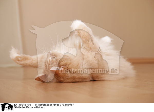Sibirische Katze wlzt sich / rolling Siberian forestcat / RR-46776