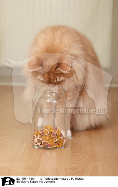 Sibirische Katze mit Leckerlis / RR-47481