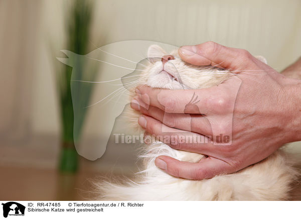 Sibirische Katze wird gestreichelt / RR-47485