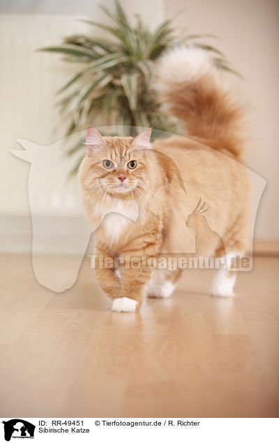 Sibirische Katze / Siberian Cat / RR-49451