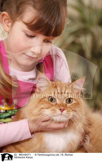 Sibirische Katze / Siberian cat / RR-49471