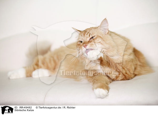 Sibirische Katze / Siberian Cat / RR-49482