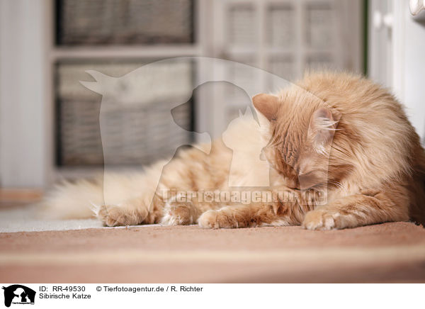 Sibirische Katze / RR-49530