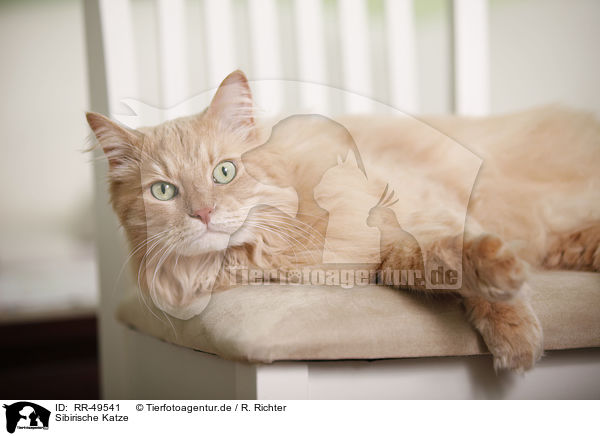 Sibirische Katze / RR-49541
